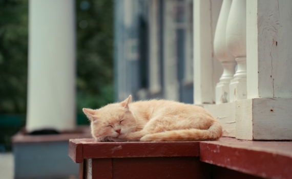 Борьба с безнадзорными животными в Саратовской области: новые законодательные инициативы Борьба с безнадзорными животными в Саратовской области: новые законодательные инициативы