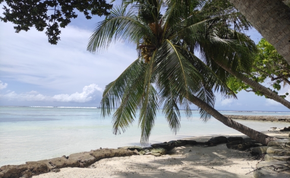 Сафари и пляж: почему россияне выбирают Занзибар — и как туда добраться с января 2026